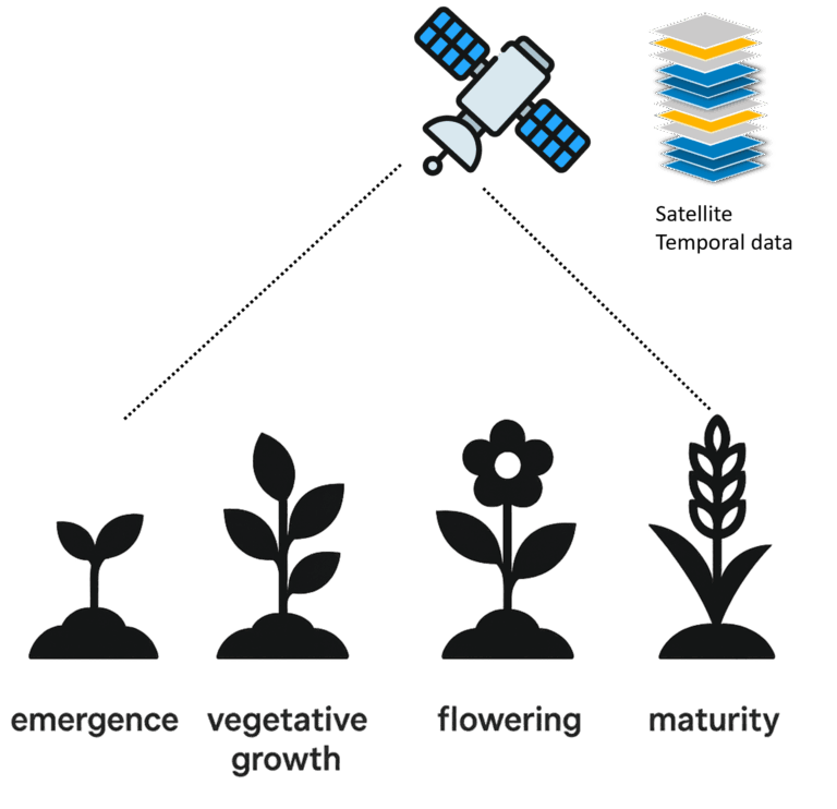 Figure 2: Phenological stages