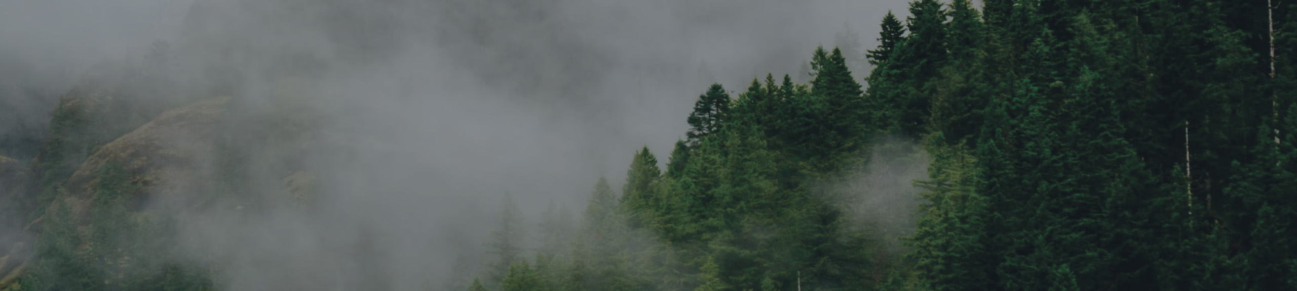 forest banner
