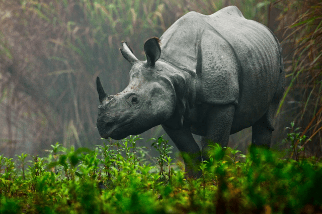 Save the Rhinos with GIS