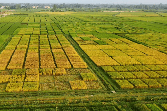 Rice Yield Estimation: An Approach for Precision Agriculture