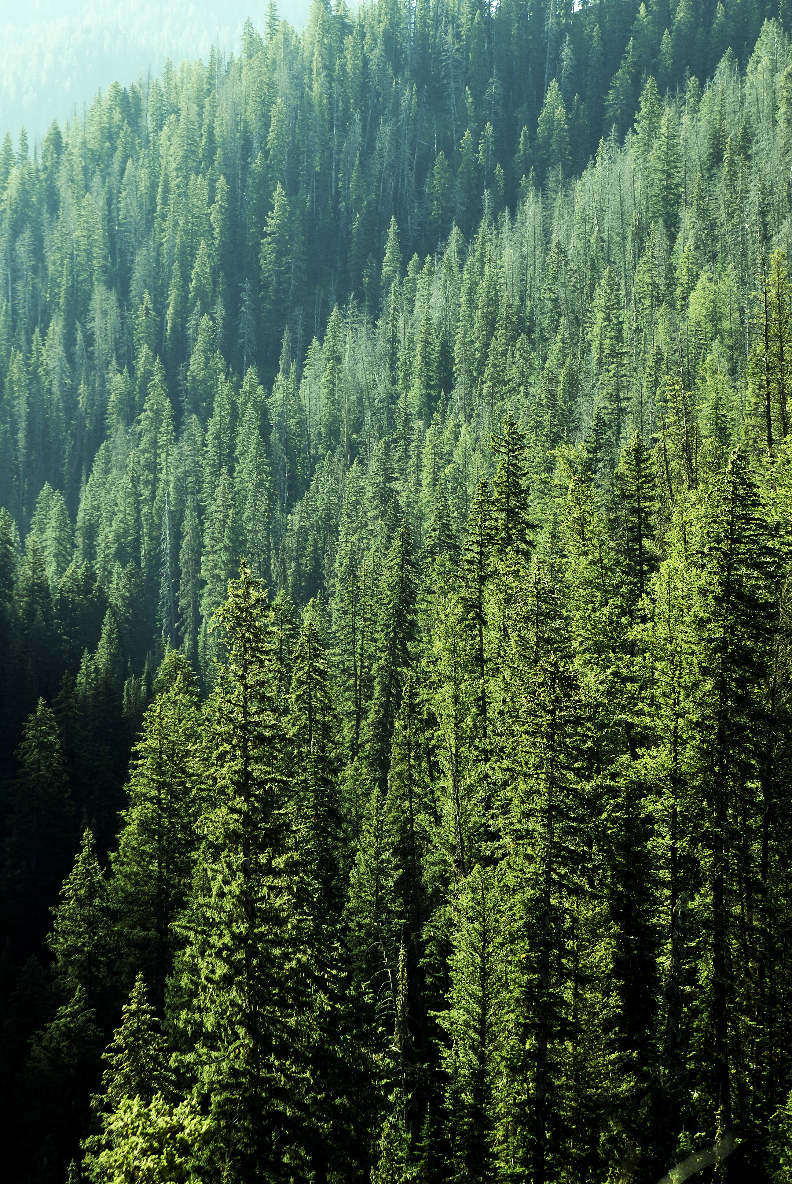 GIS simplifies forest land diversion decisions