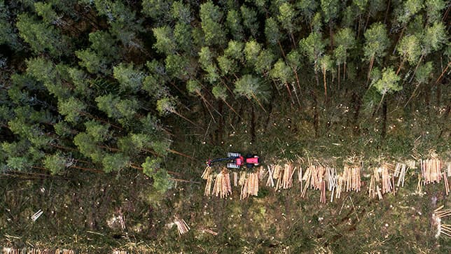 Managing forests sustainably